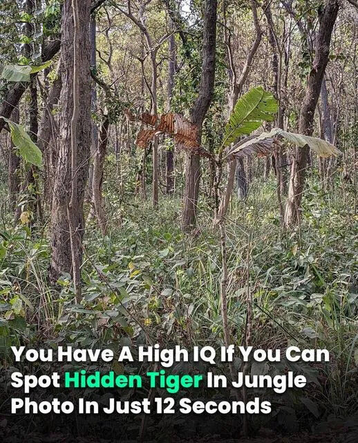 You Must Be A Genius If You Can Find The Tiger In 30 Seconds