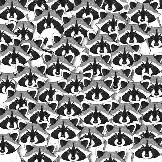 Test: Find the panda among these raccoons.