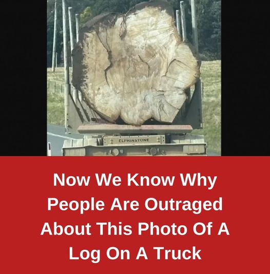 Now We Know Why People Are Outraged About This Photo Of A Log On A Truck