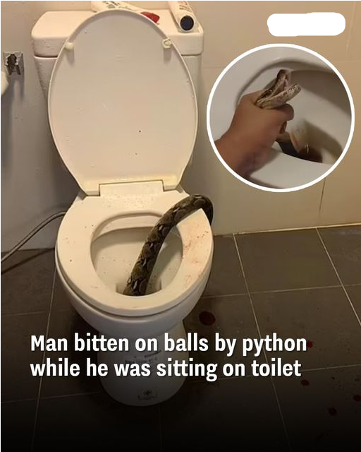 Man bitten on balls by python while he was sitting on toilet