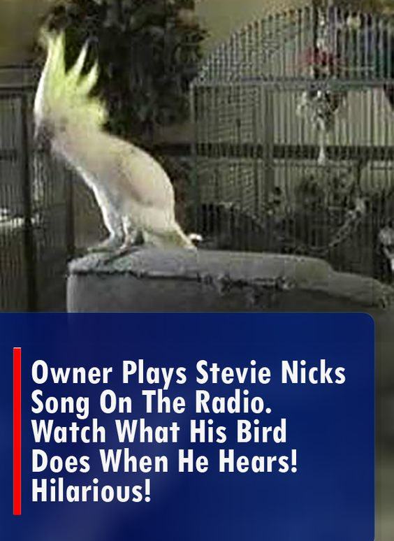 Owner Plays Stevie Nicks Song On The Radio. Watch What His Bird Does When He Hears! HILARIOUS!