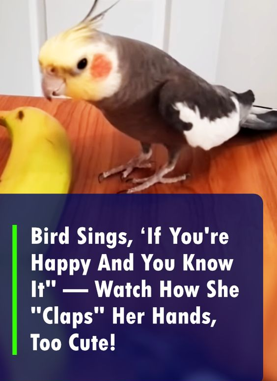 Cockatiel Has A Hilarious Rendition of ‘If You’re Happy And You Know It’ — Watch How She “Claps” Her Hands, Too Cute!