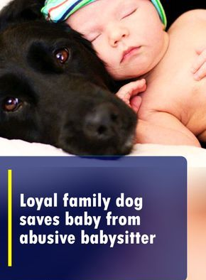 Loyal family dog saves baby from abusive babysitter