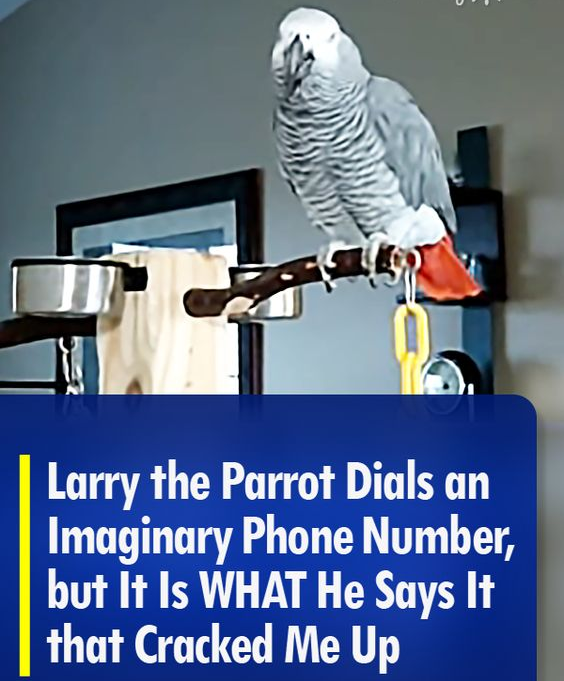 Larry the Parrot Dials an Imaginary Phone Number, but It Is WHAT He Says It that Cracked Me Up