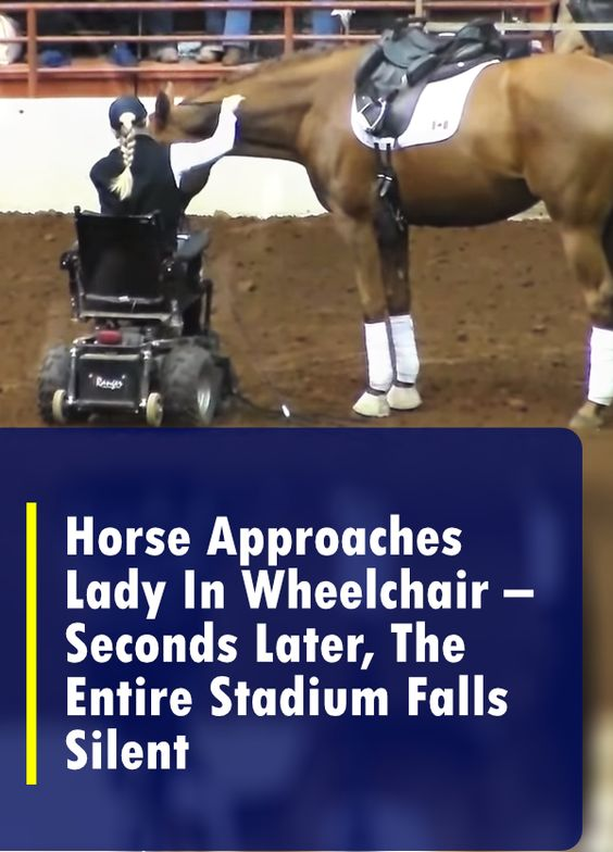 Horse Approaches Disabled Woman – Suddenly, The Crowd Falls Silent