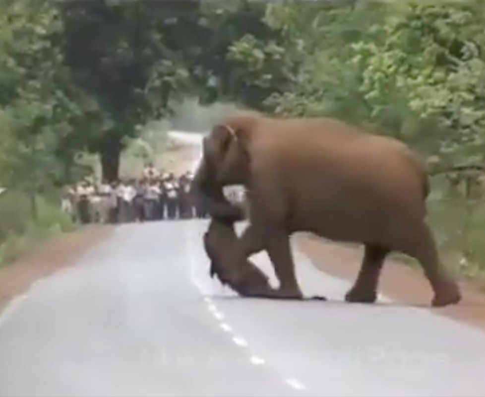 Passersby Stop Dead In Their Tracks When They See What Elephant Is Carrying With Its Trunk Across The Road