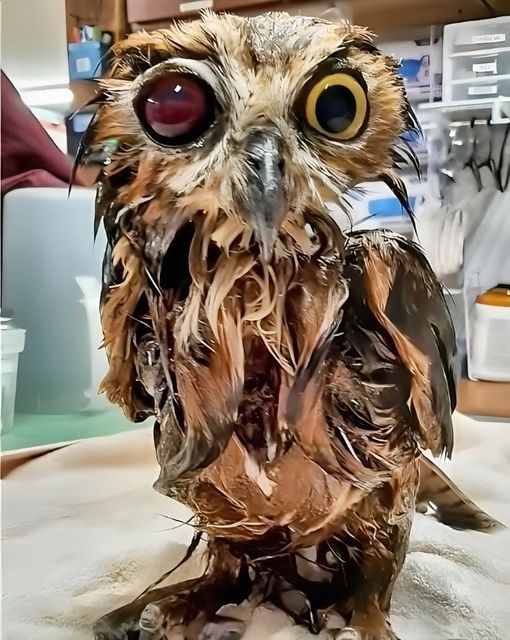 Amazing Recovery of Rescued Owl: Shot with BB Gun and Trapped in Manure Pit