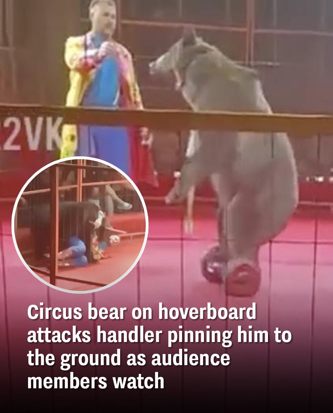 Audience Watches In Horror At Circus Bear On Hoverboard Viciously Attacks Handler