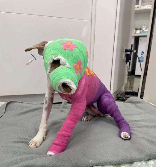 Dog Cruelly Set On Fire With Gasoline But Here’s How She Looks After Year Of Recovery