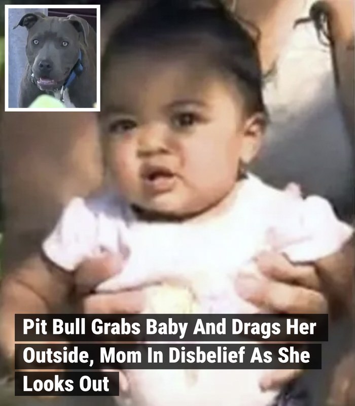 Pit Bull Grabs Baby And Drags Her Outside, Mom In Disbelief As She Looks Out