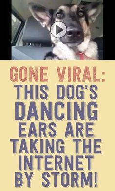 GONE VIRAL: This Dog’s Dancing Ears Are Taking The Internet By Storm!