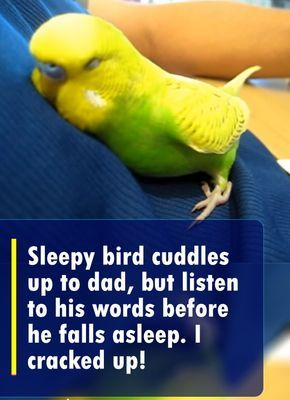 Sleepy Bird Cuddles with Dad, But Listen to His Words as He Dozes Off. I Cracked Up!