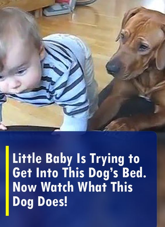 Little Baby Is Trying to Get Into This Dog’s Bed. Now Watch What This Dog Does!