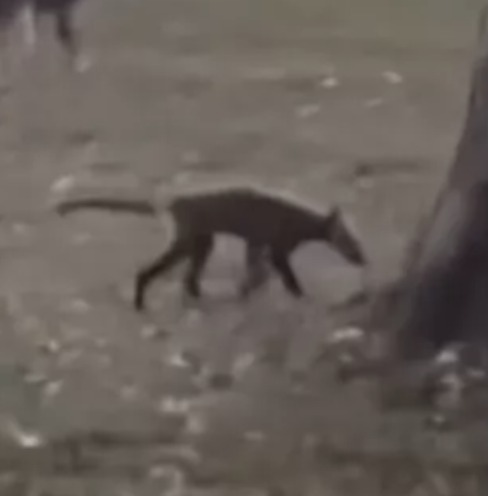 Residents Baffled Over Mystery Animal Spotted In West Virginia Park – Here’s What Experts Say